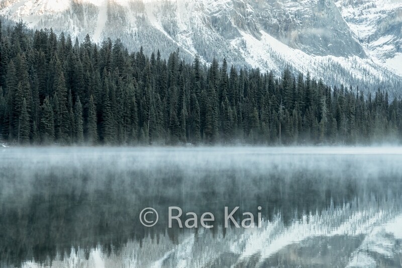 Tree Fog Reflection-Traditional Photo