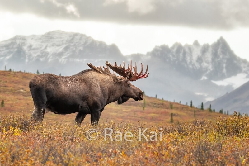 Rasta Moose-Traditional Photo