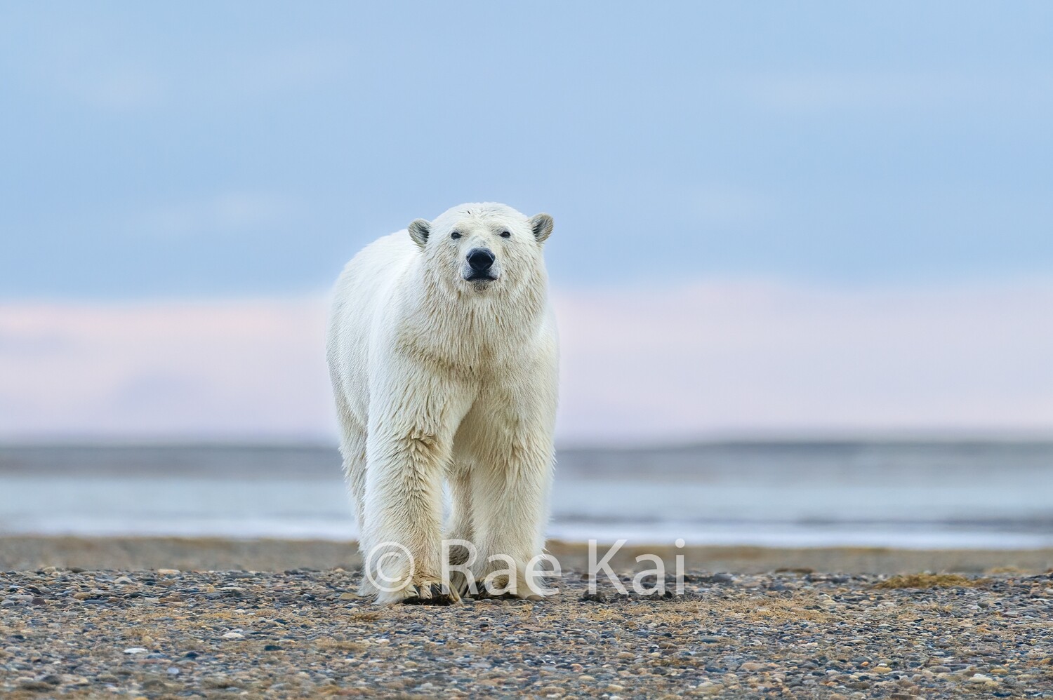 Polar Bear Walking Towards-Traditional Photo