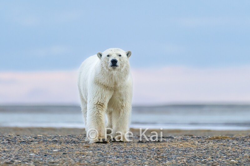 Polar Bear Walking Towards-Traditional Photo