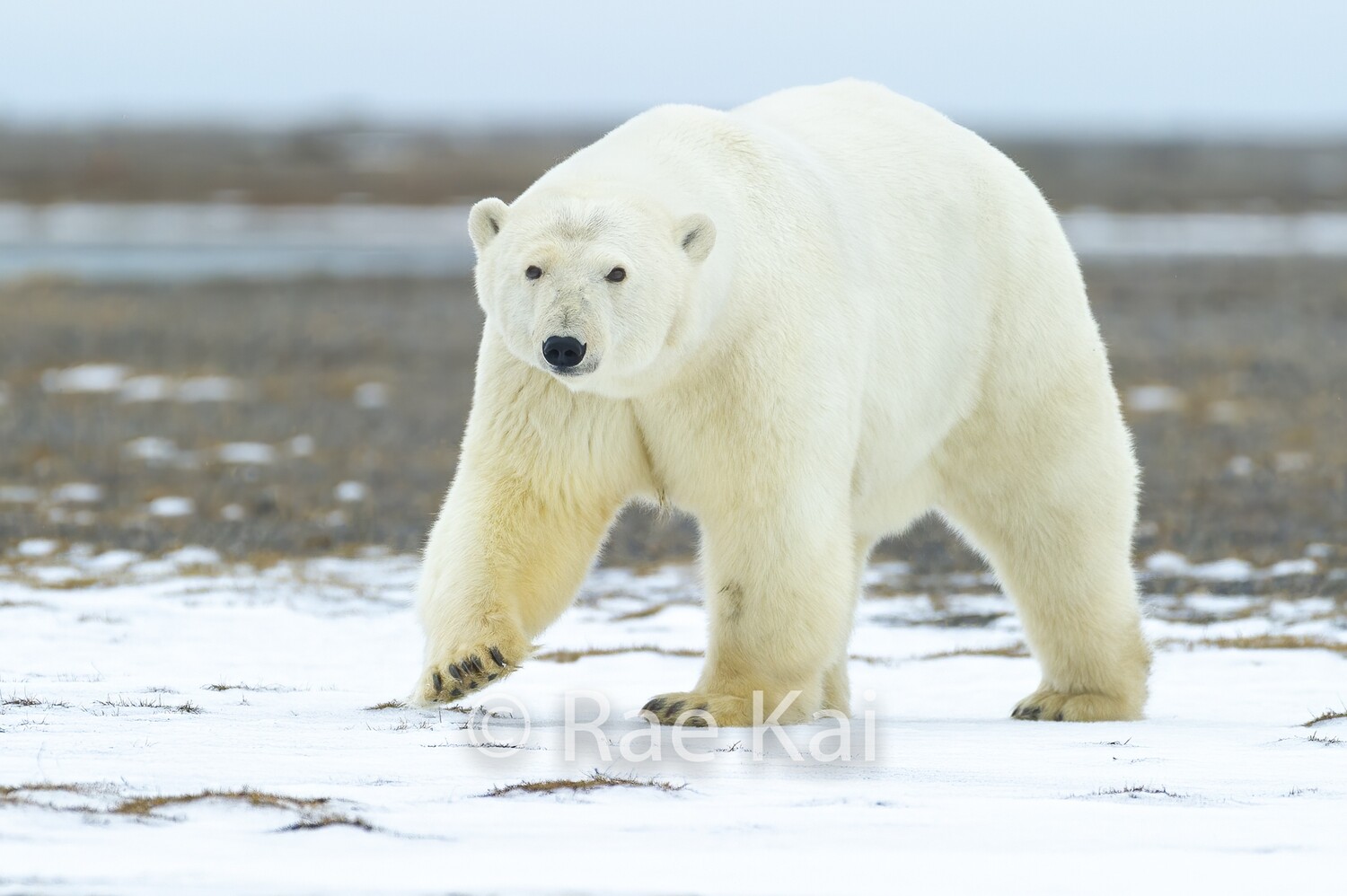 Polar Bear in Snow-Traditional Photo