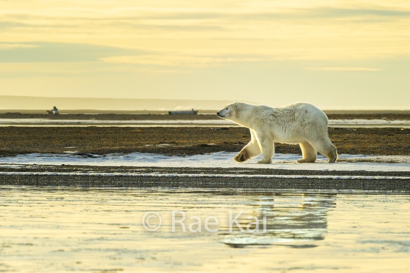 Golden Polar Bear-Traditional Photo