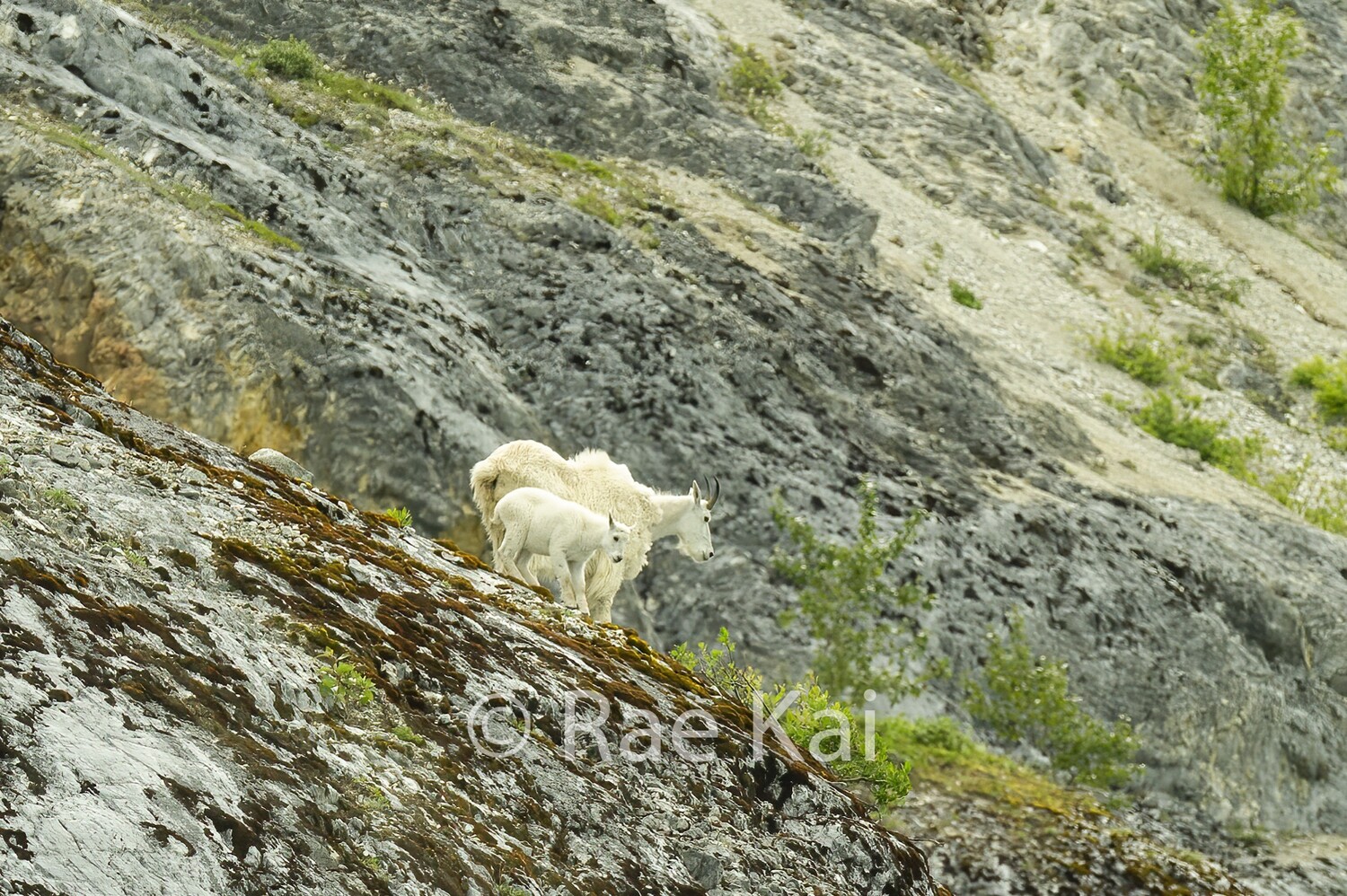 Goat Lookout-Traditional Photo
