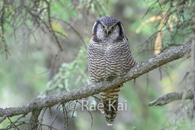 Northern Hawk Owl in Forest-Traditional Photo