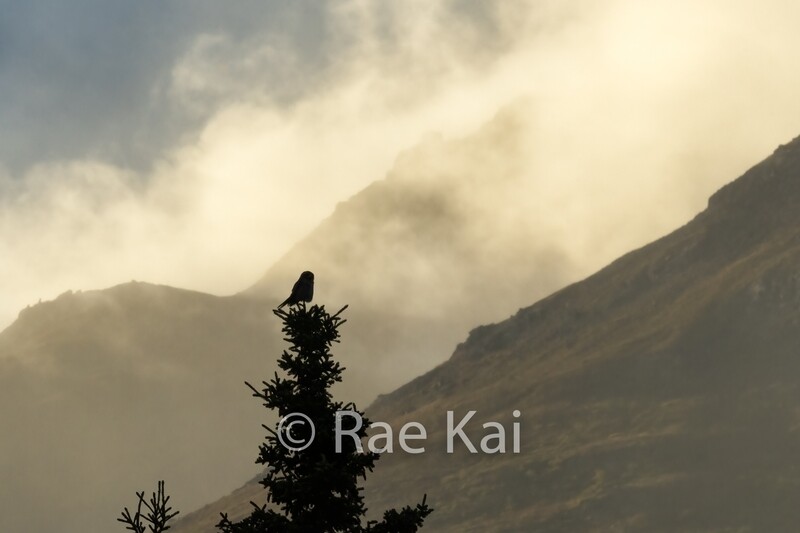 Storm Watcher-Traditional Photo