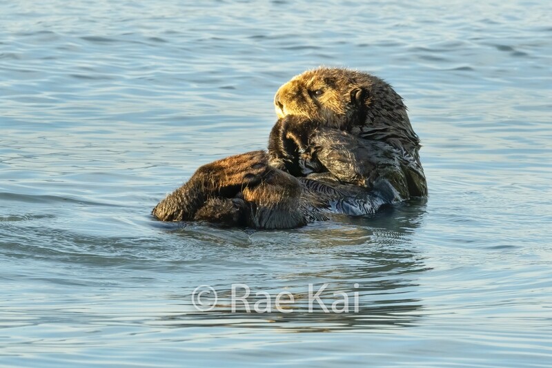 Otter Prayer-Traditional Photo