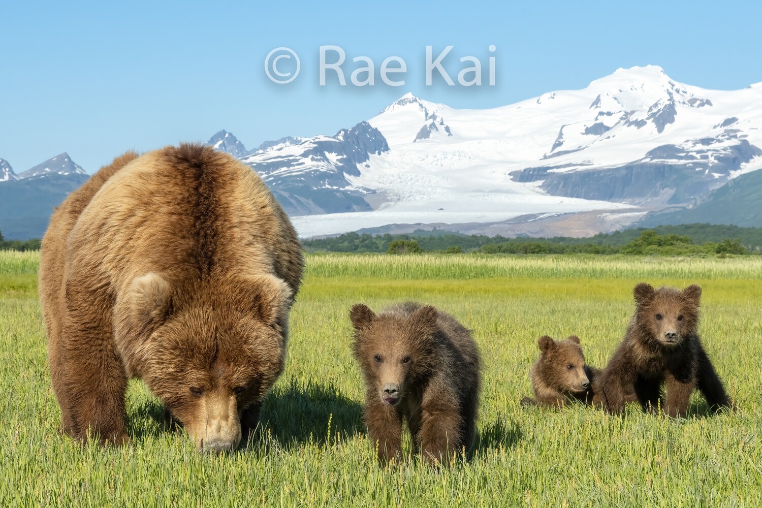 Mama Brown Bear + 3 Cubs-Traditional Photo