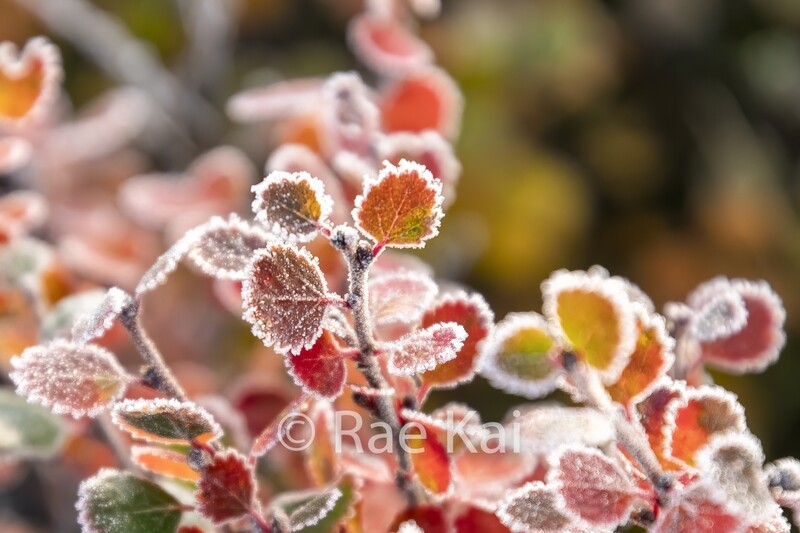 Alder Frost-Traditional Photo