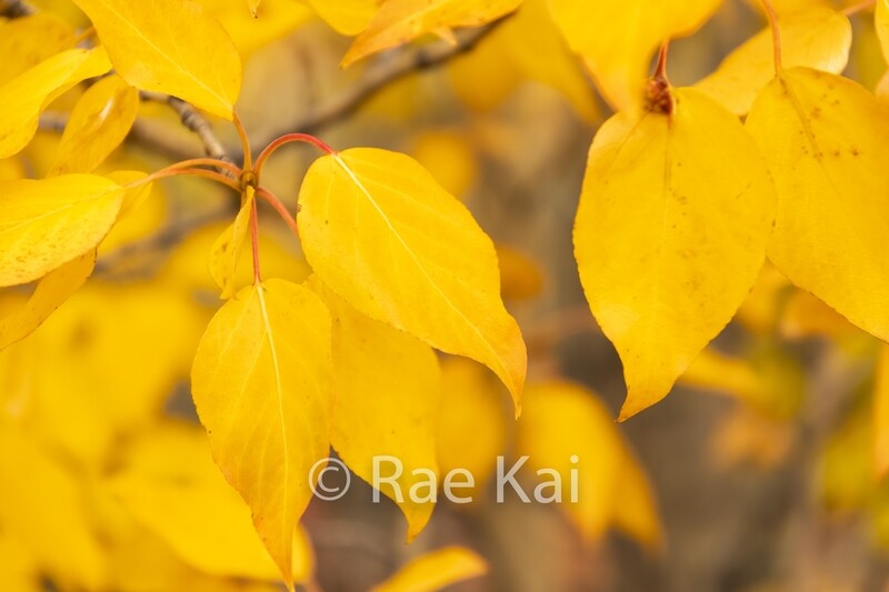 Fall Leaves-Traditional Photo