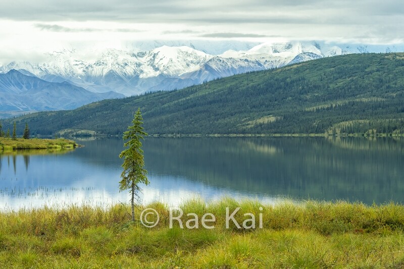 Single Tree-Traditional Photo