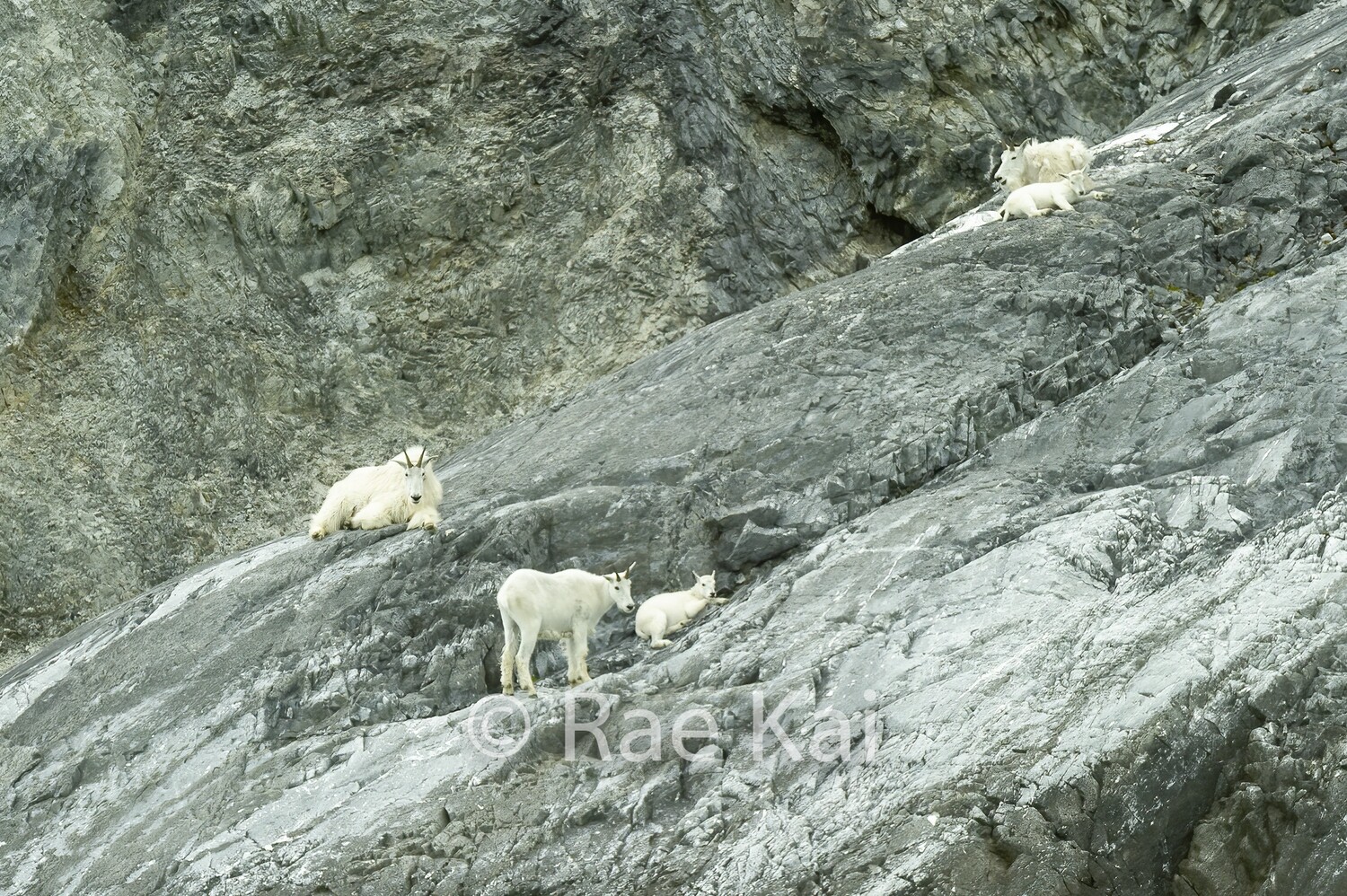 Cliff Goat Family-Traditional Photo