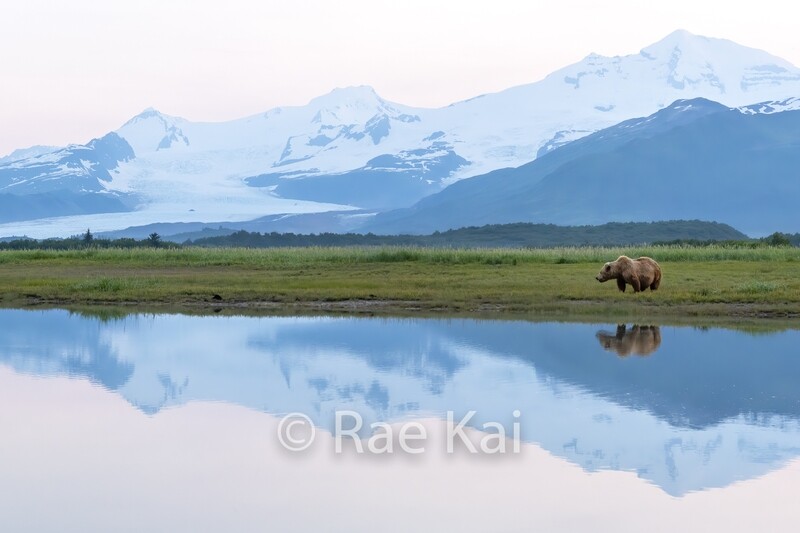Brown Bear Evening Reflection-Traditional Photo