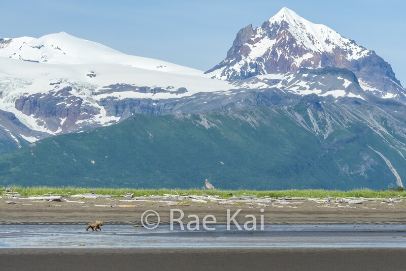 Brown Bear Beach Scene-Traditional Photo