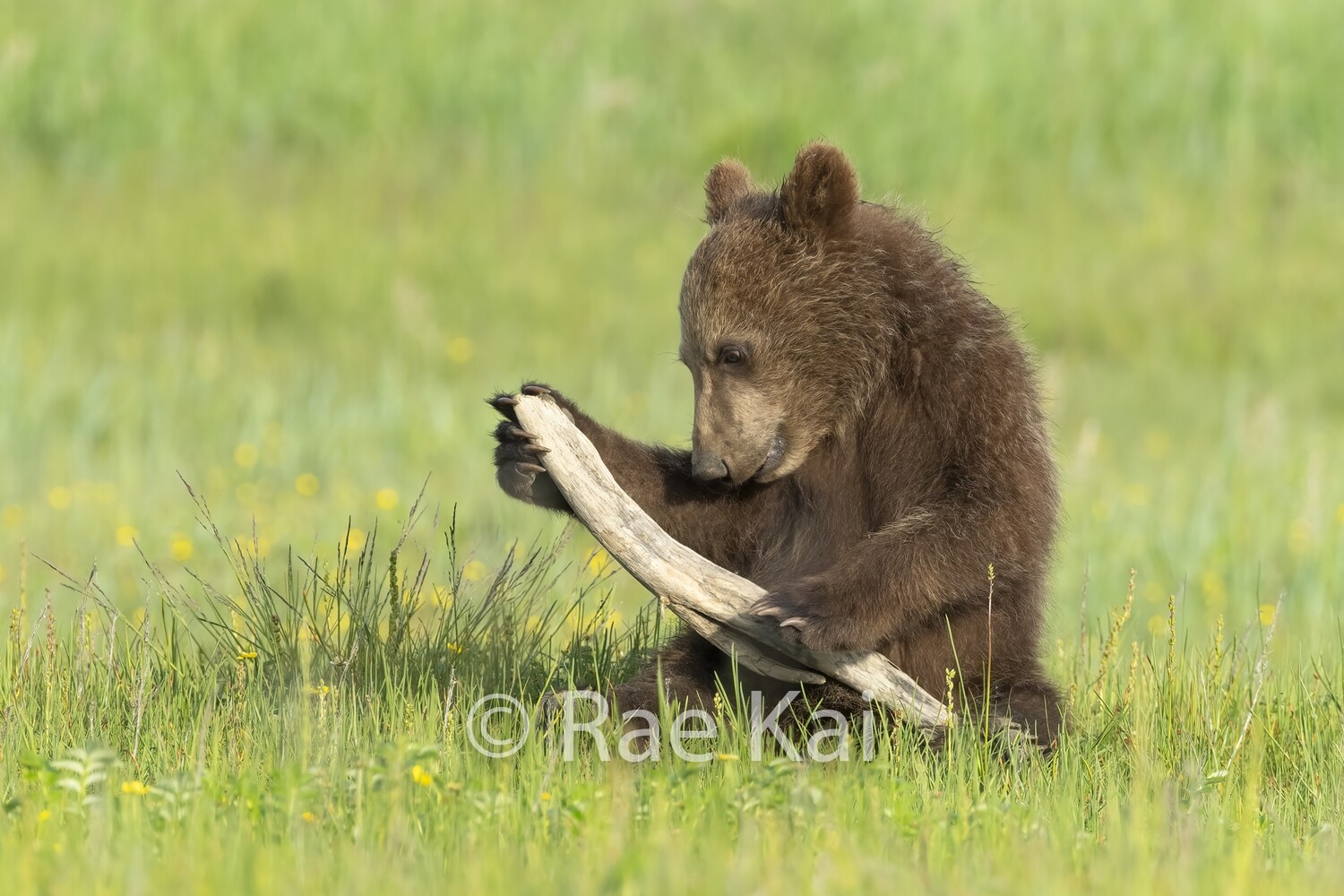 Brown Brown Cub Air Guitar-Traditional Photo
