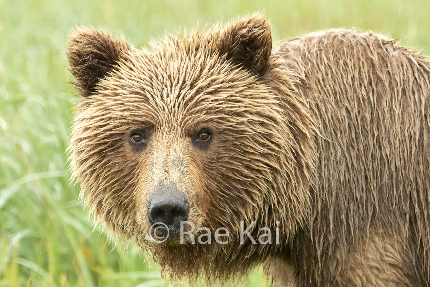 Rainy Bear-Traditional Photo