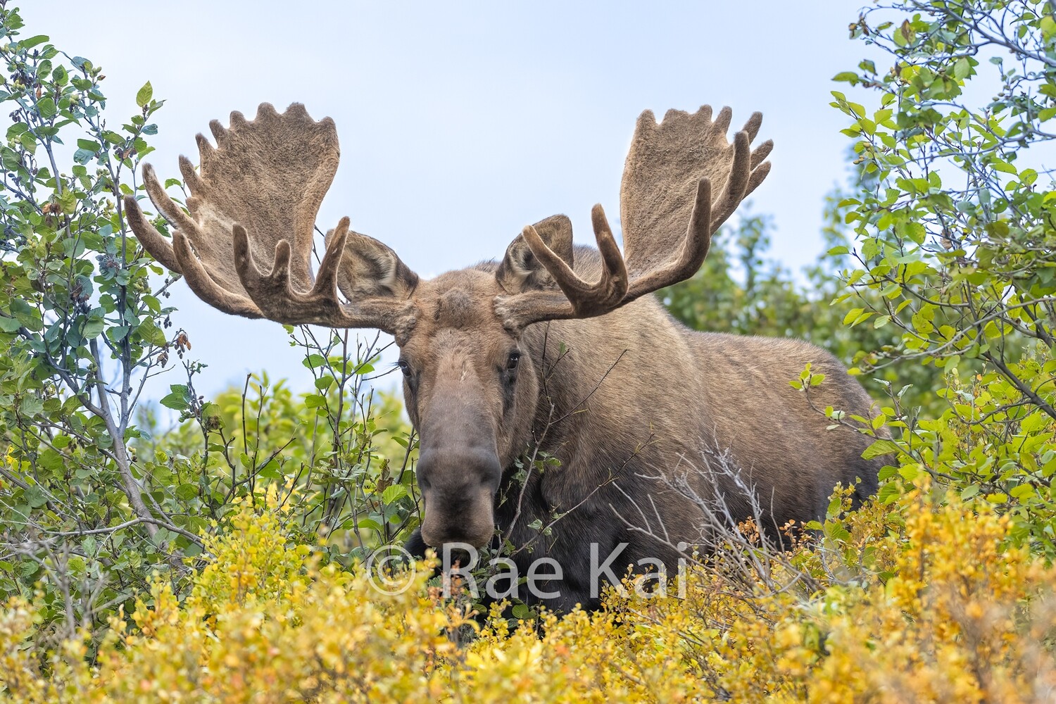 Moose Closeup-Traditional Photo