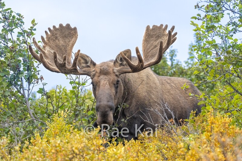 Moose Closeup-Traditional Photo