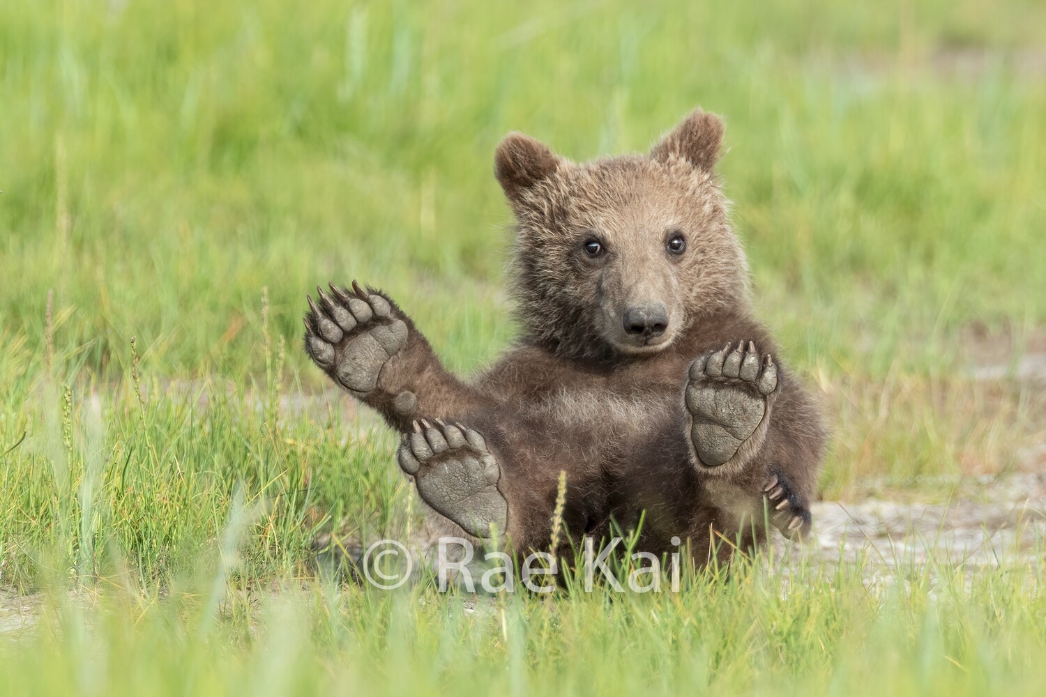 Brown Bear Cub Hammy Waving-Traditional Photo