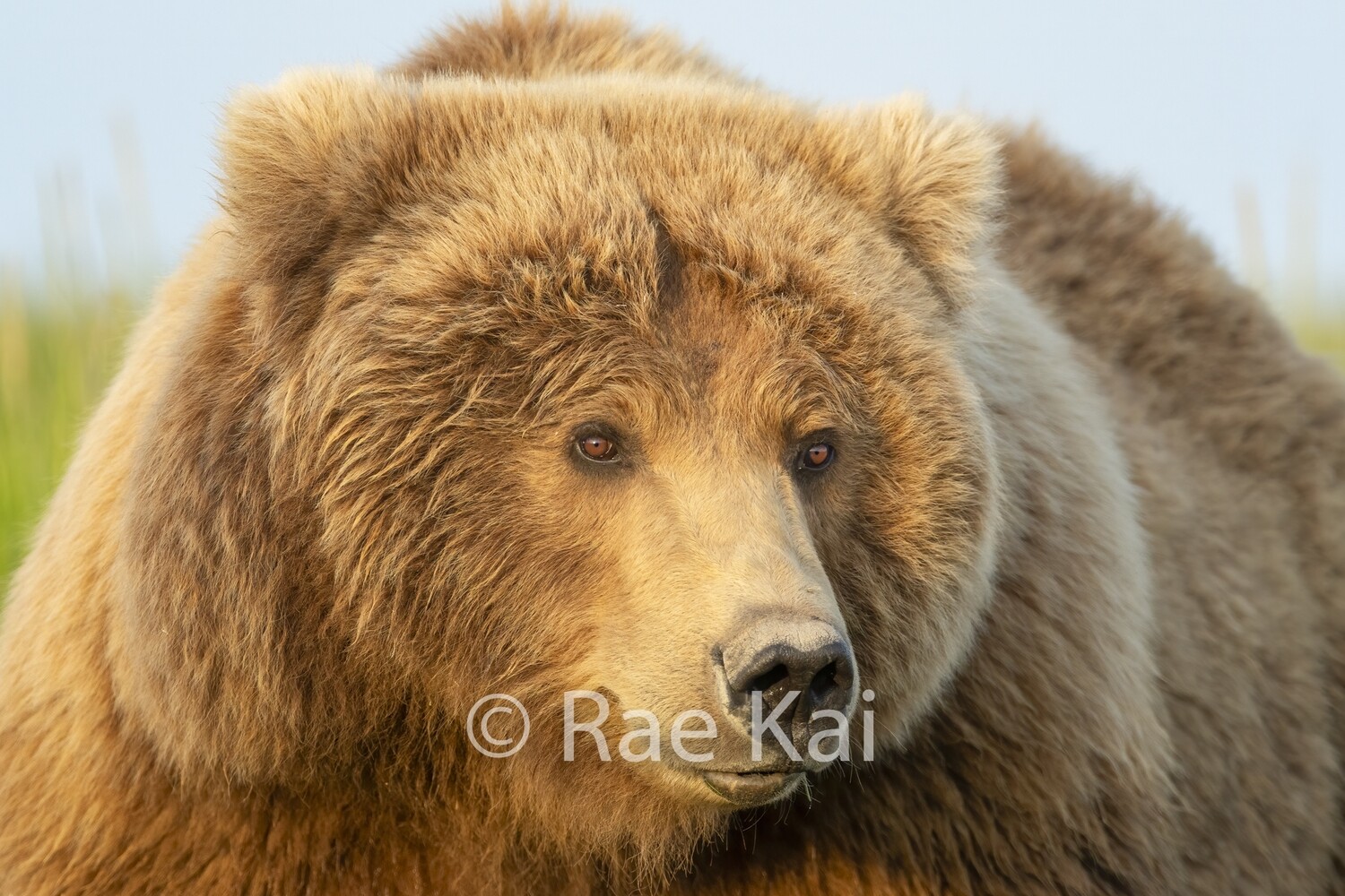 Brown Bear Mama Close Up-Traditional Photo