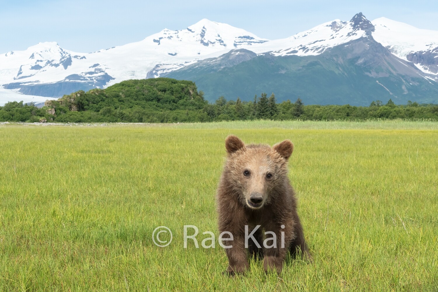 Brown Bear Cub Hammy Close Up-Traditional Photo