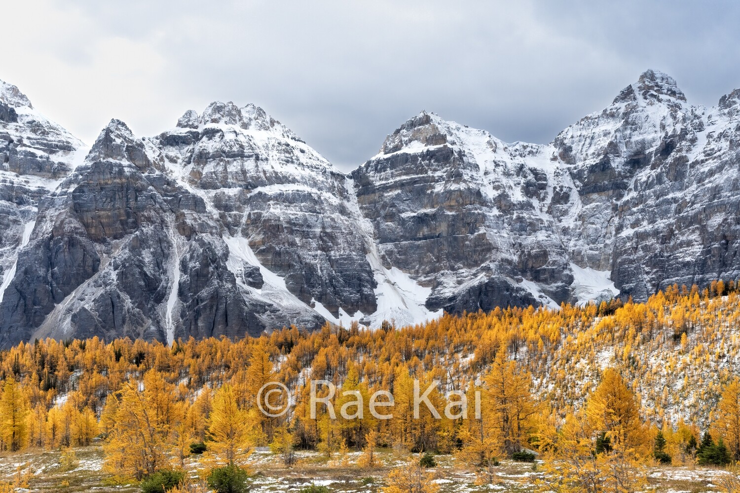 Larch Meadow-Traditional Photo