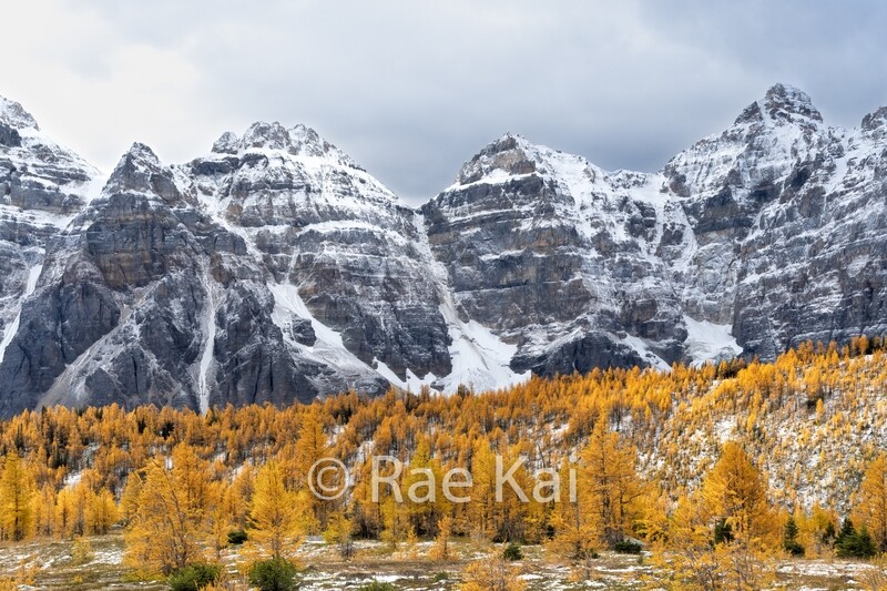 Larch Meadow-Traditional Photo