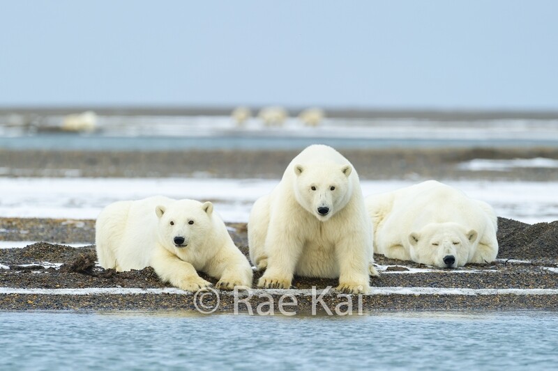 Mama Polar Bear + 2 cubs-Traditional Photo