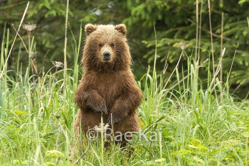 Brown Bear Cub Standing-Traditional Photo