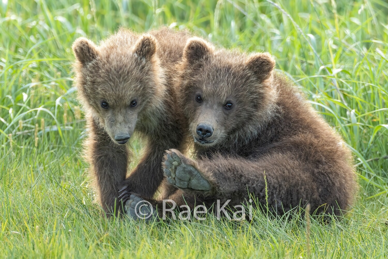 Two Brown Bear Cubs-Traditional Photo
