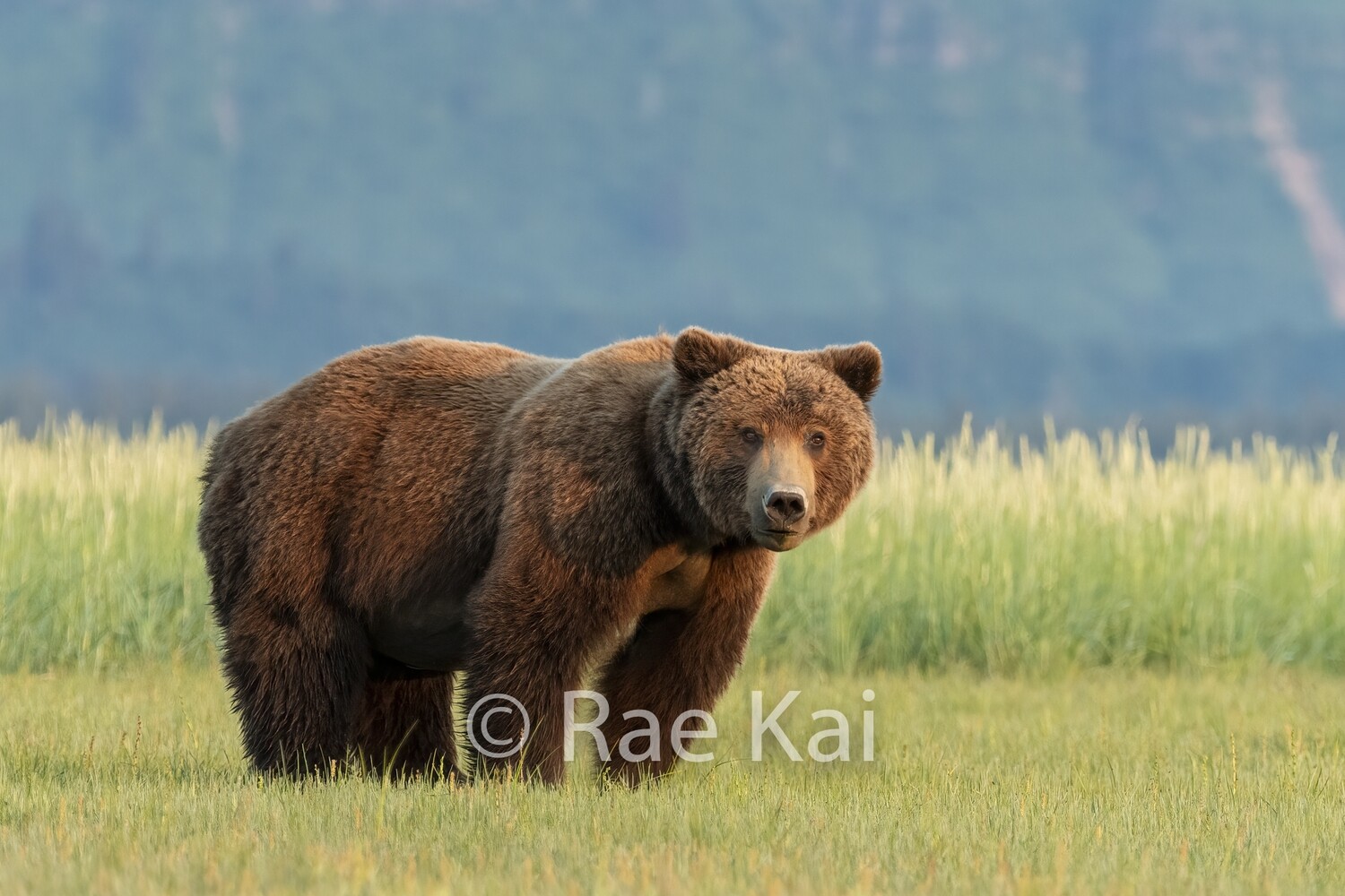 Chocolate Brown Bear-Traditional Photo