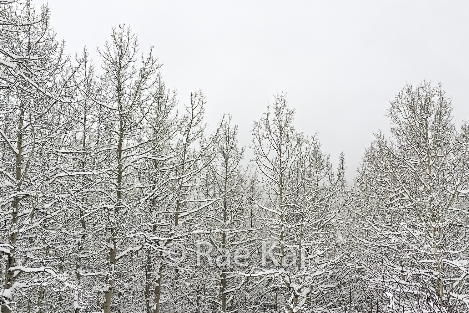 Winter Forest-Traditional Photo