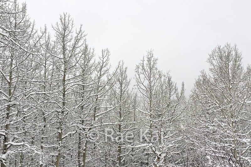 Winter Forest-Traditional Photo
