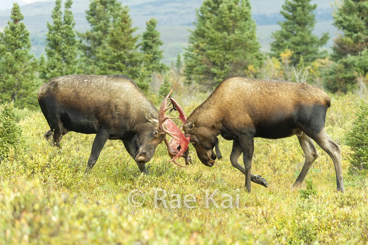 Moose Sparring-Traditional Photo