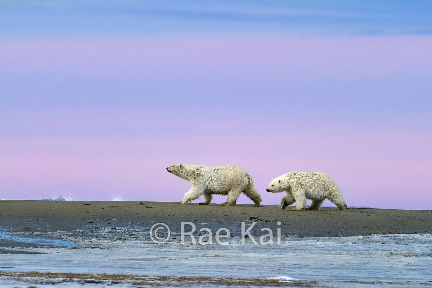 Polar Bear Sunset Serenity-Traditional Photo