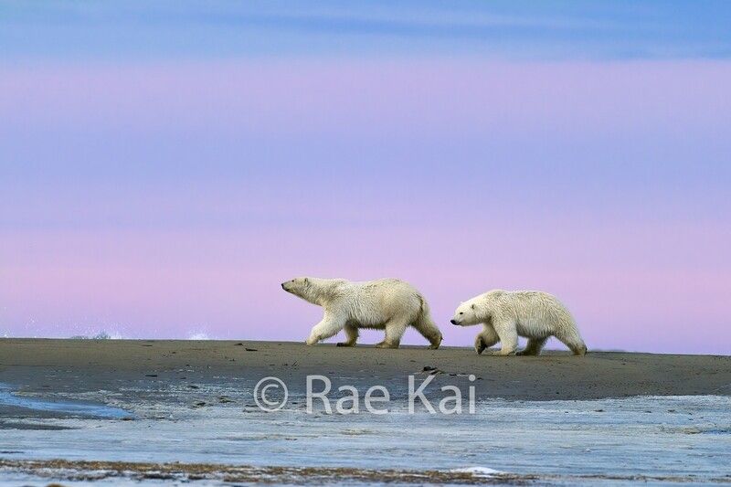 Polar Bear Sunset Serenity-Traditional Photo
