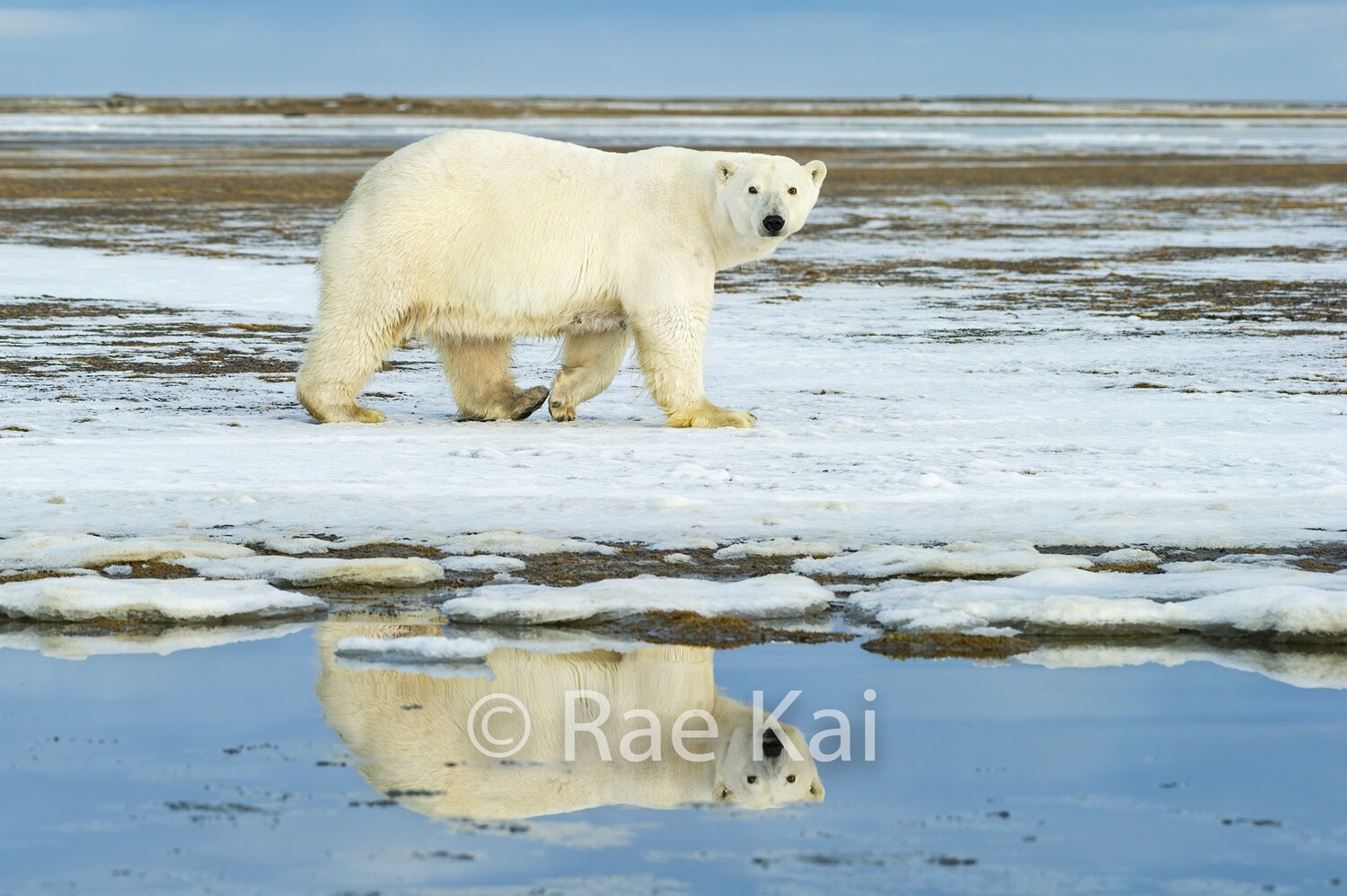 Polar Bear Reflection-Traditional Photo