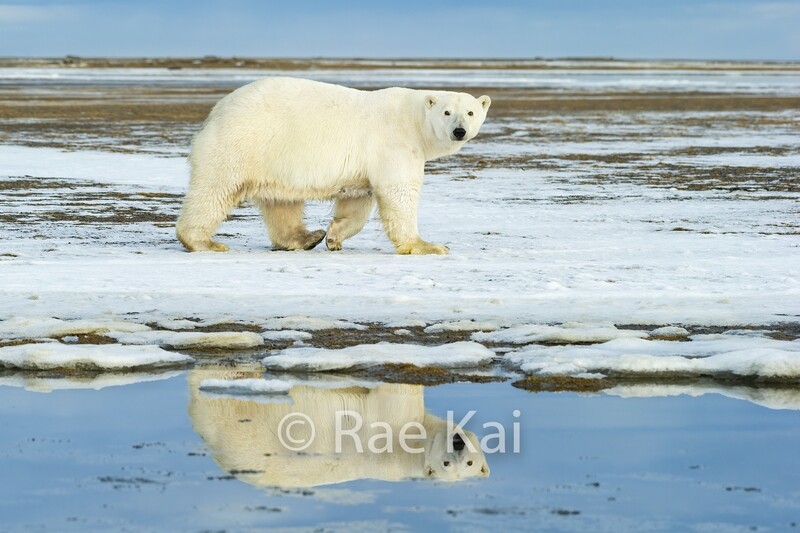 Polar Bear Reflection-Traditional Photo