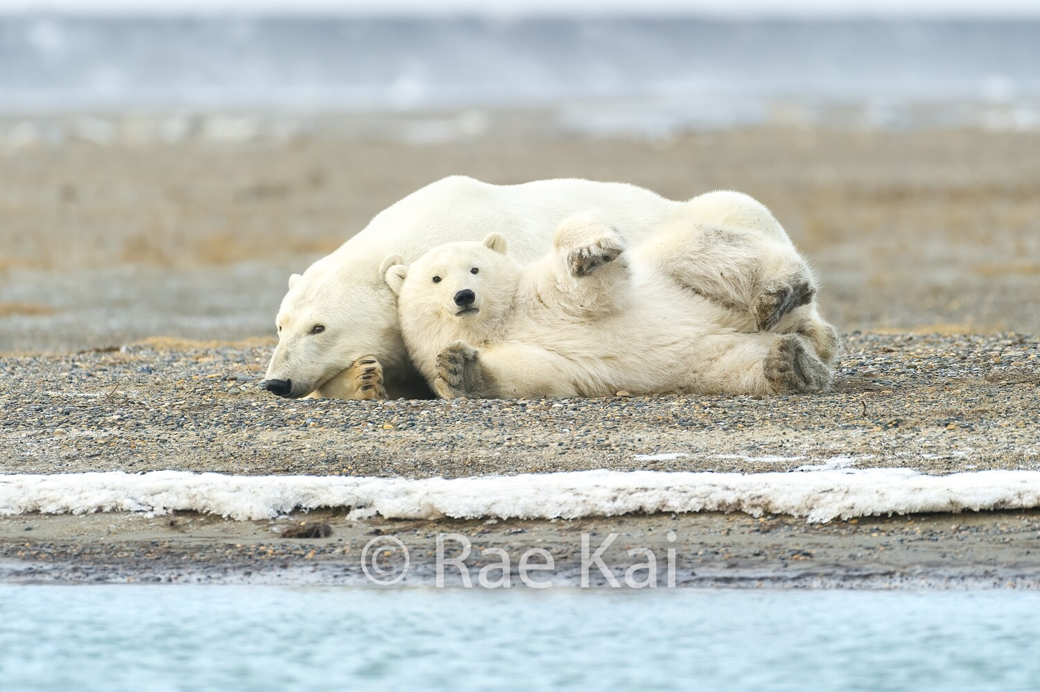 Playful Polar Bear Cub-Traditional Photo