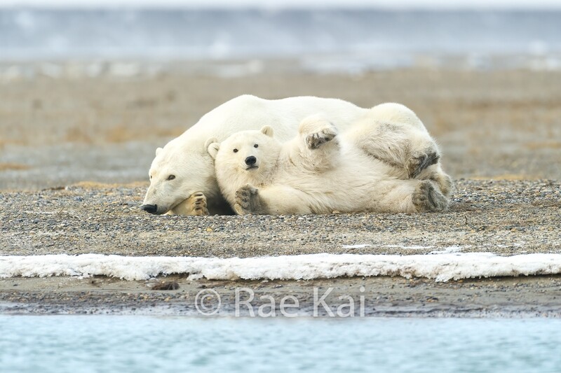 Playful Polar Bear Cub-Traditional Photo