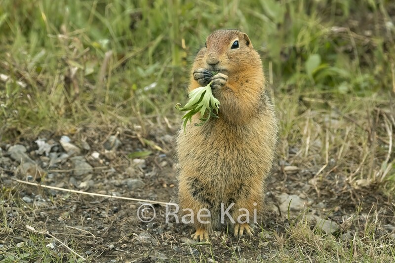 Lunch Time-Traditional Photo