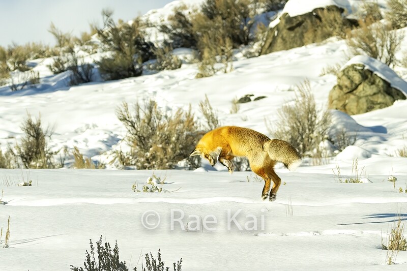 Fox Jump-Traditional Photo