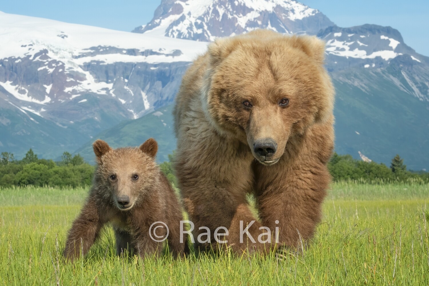 Brown Bear Mama and Cub Close Up-Traditional Photo
