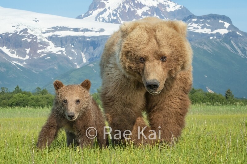 Brown Bear Mama and Cub Close Up-Traditional Photo