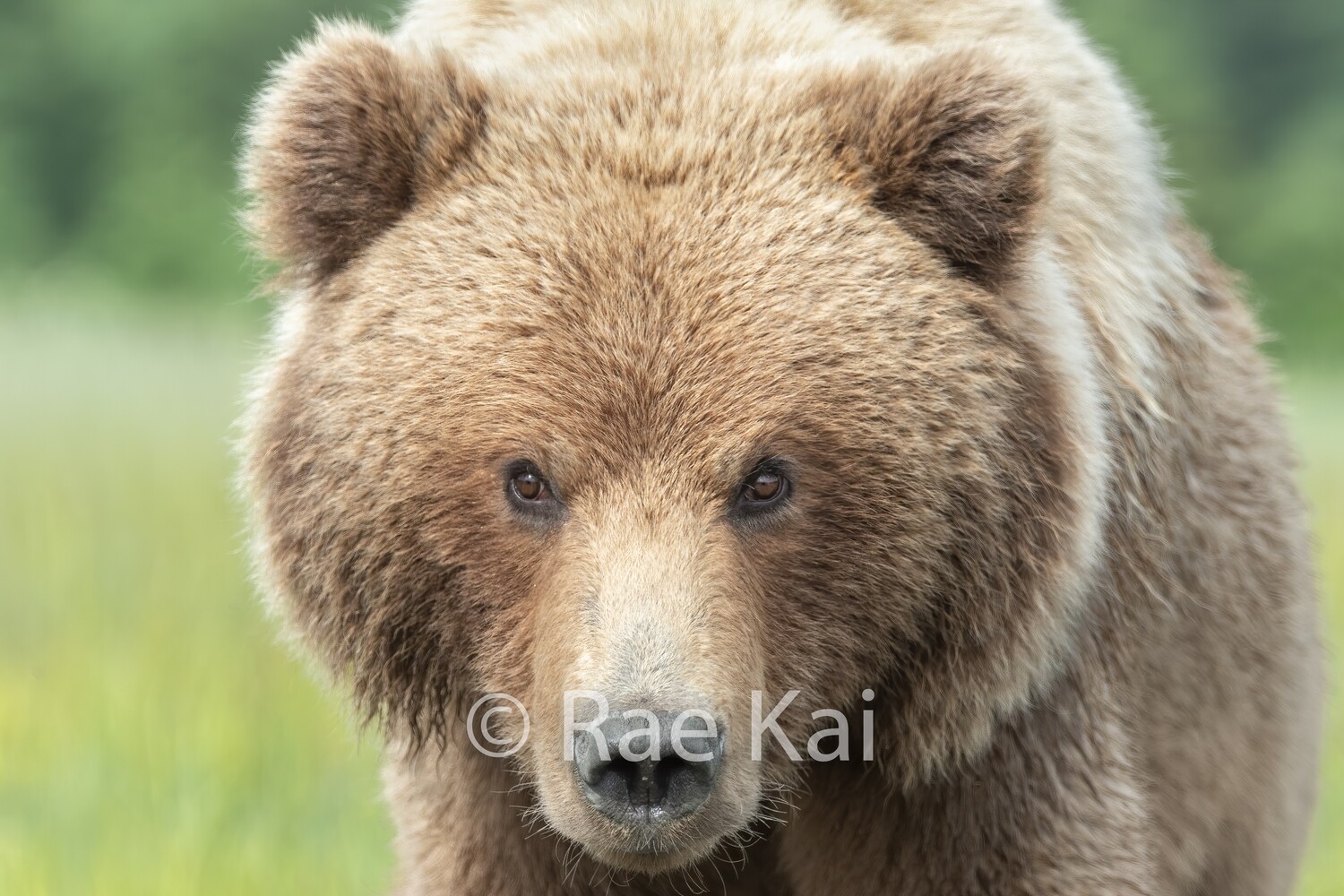 Brown Bear Close Up-Traditional Photo