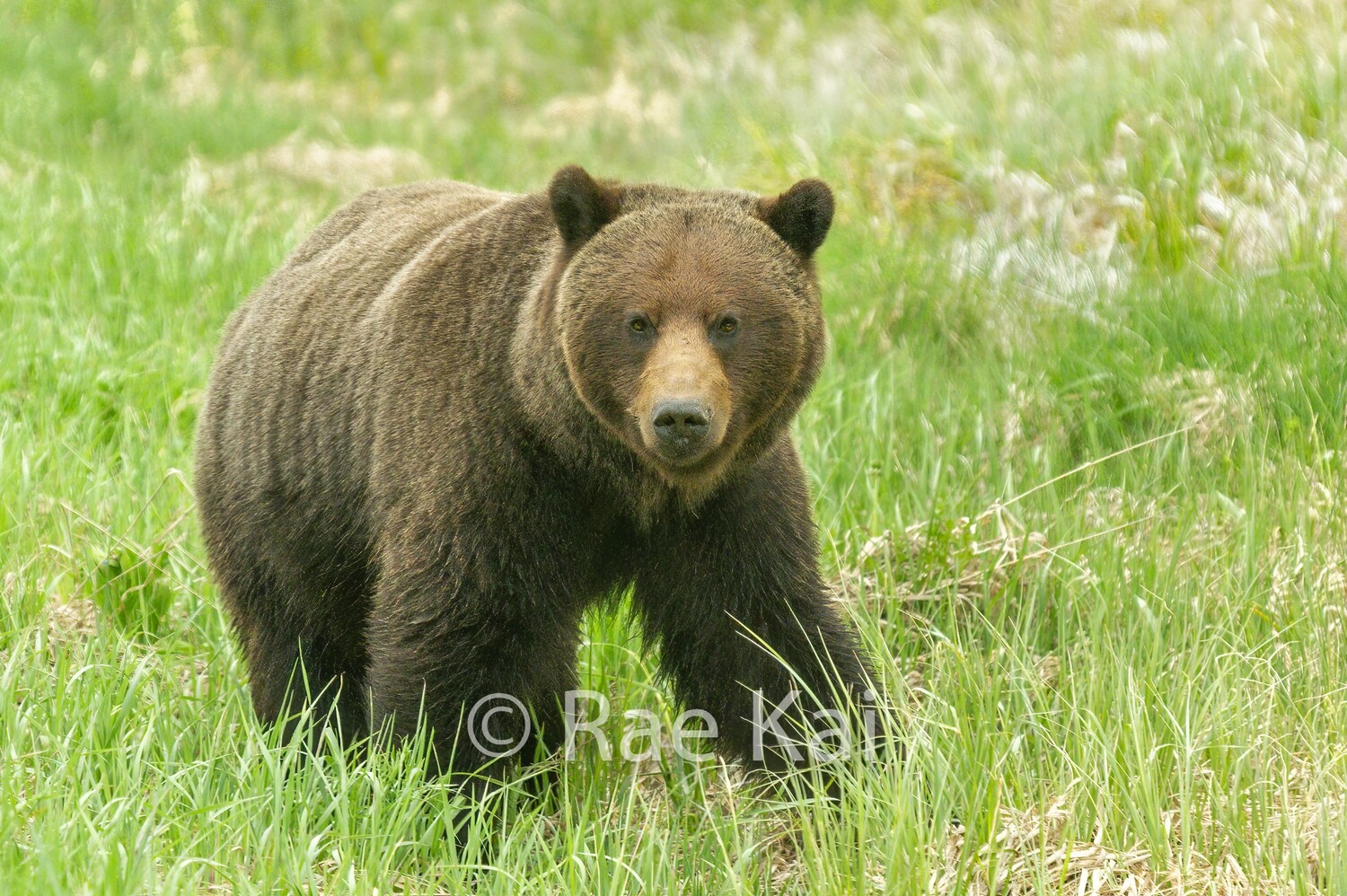 Chocolate Grizzly-Traditional Photo