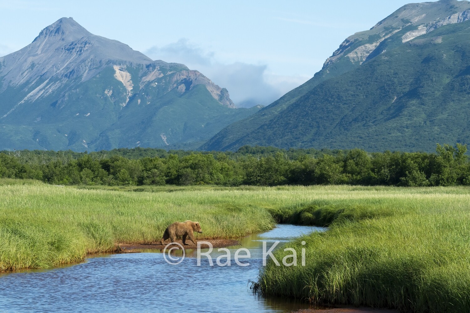Brown Bear River Crossing-Traditional Photo