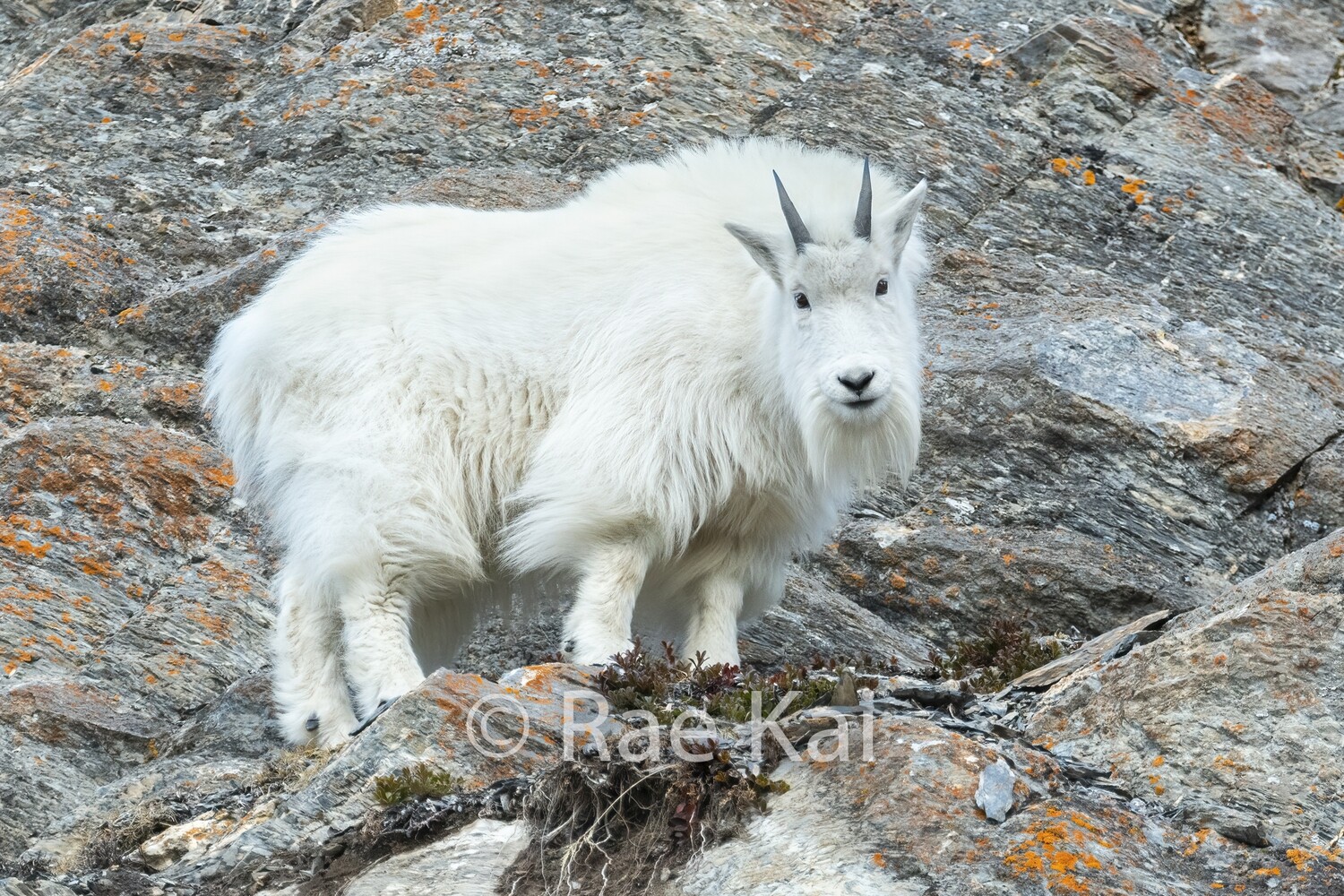Young Mountain Goat-Traditional Photo