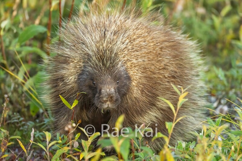 Porcupine-Traditional Photo
