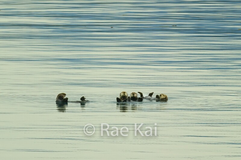 Otter Raft-Traditional Photo