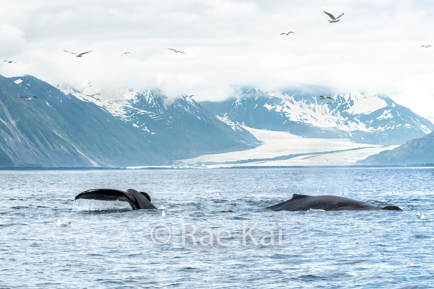 Glacier Tail-Traditional Photo